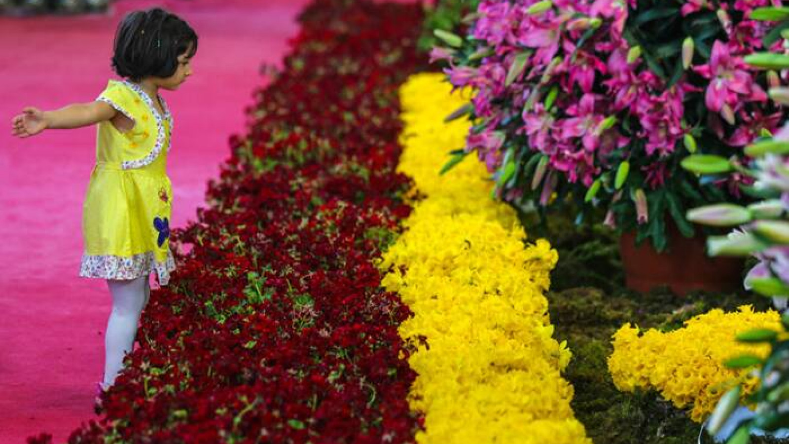 Festival de flores y plantas